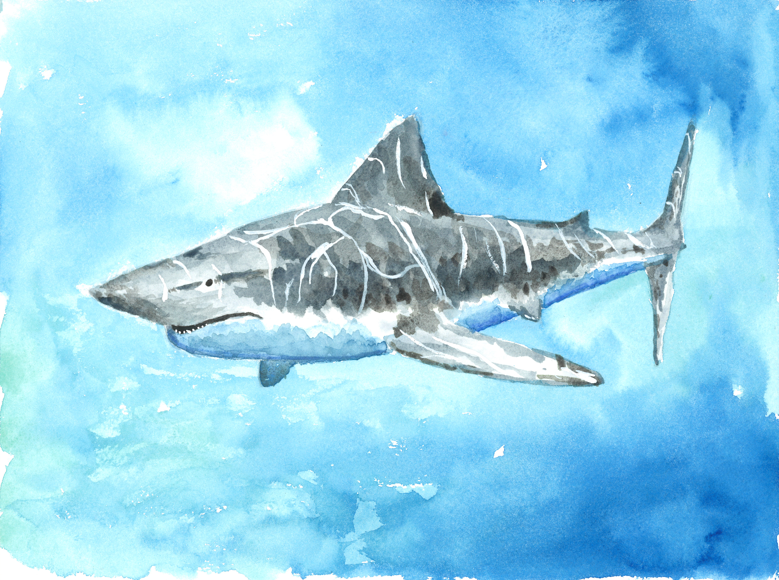 2023 Great White Watercolor resized.png
