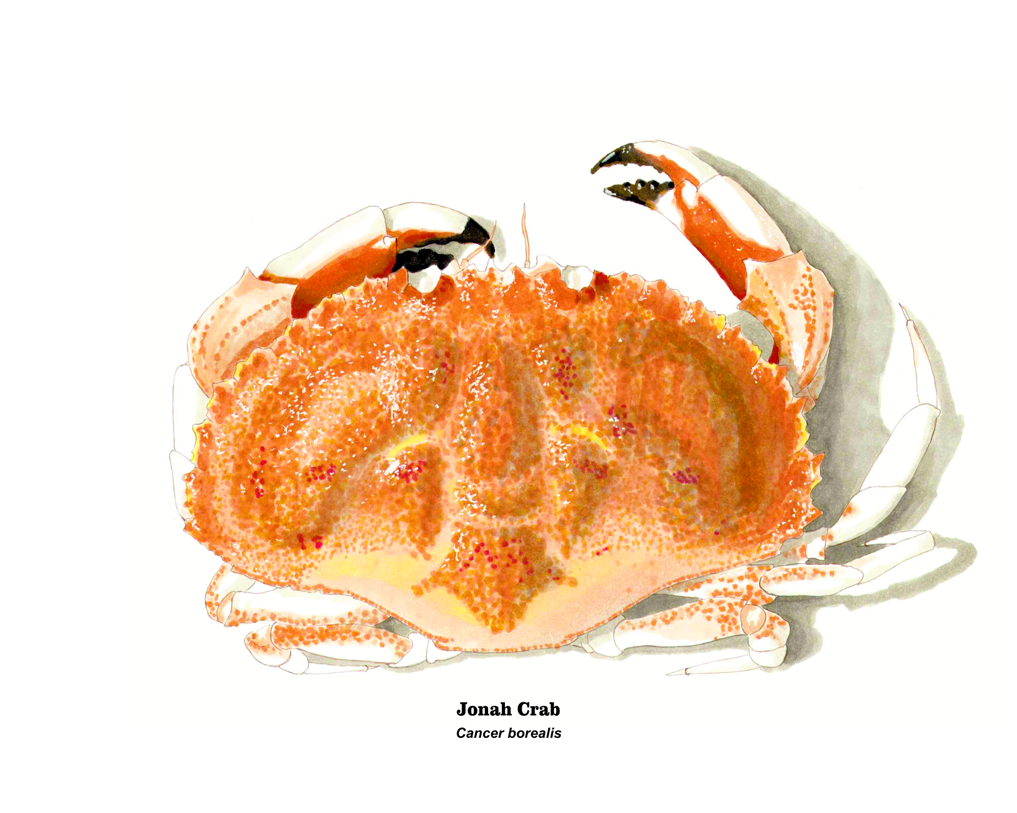 2019 Jonah Crab 10x8.png