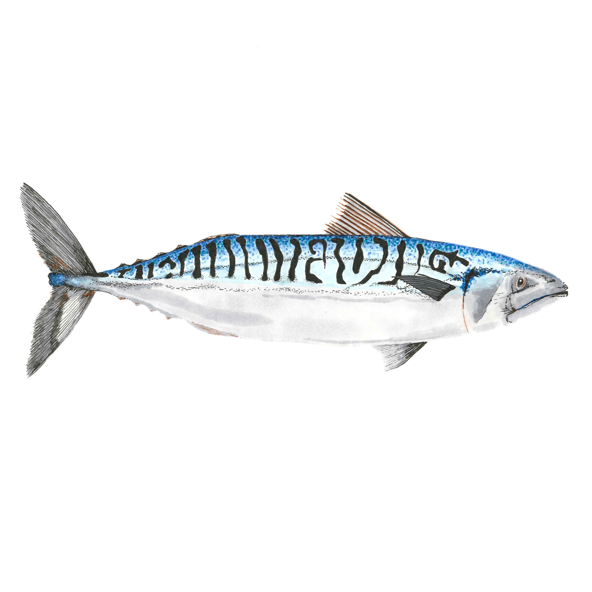 Atlantic Mackerel