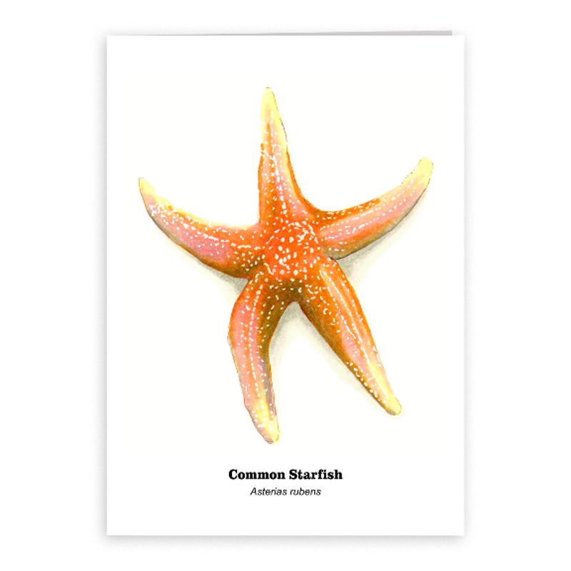 2019 Common Starfish 5x7 Card.png