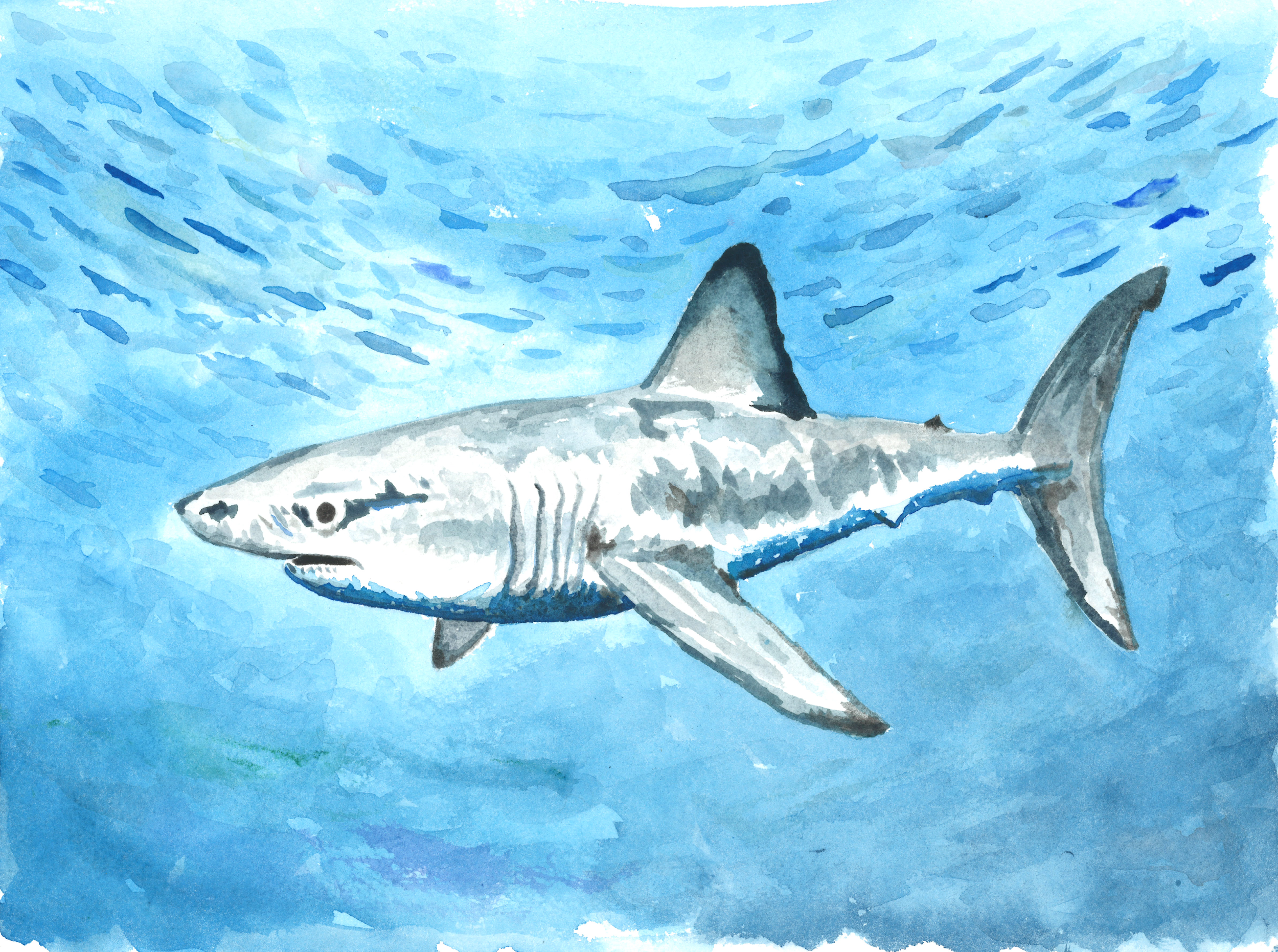 Porbeagle Shark
