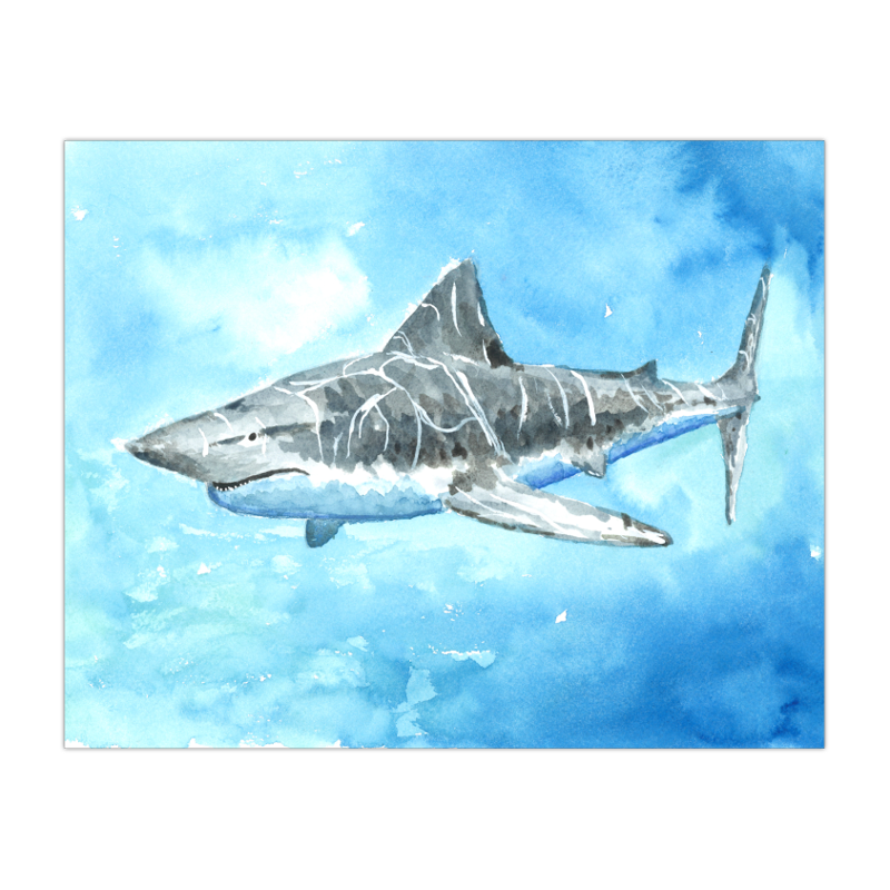 2023 Great White Shark 8x10 Print.png