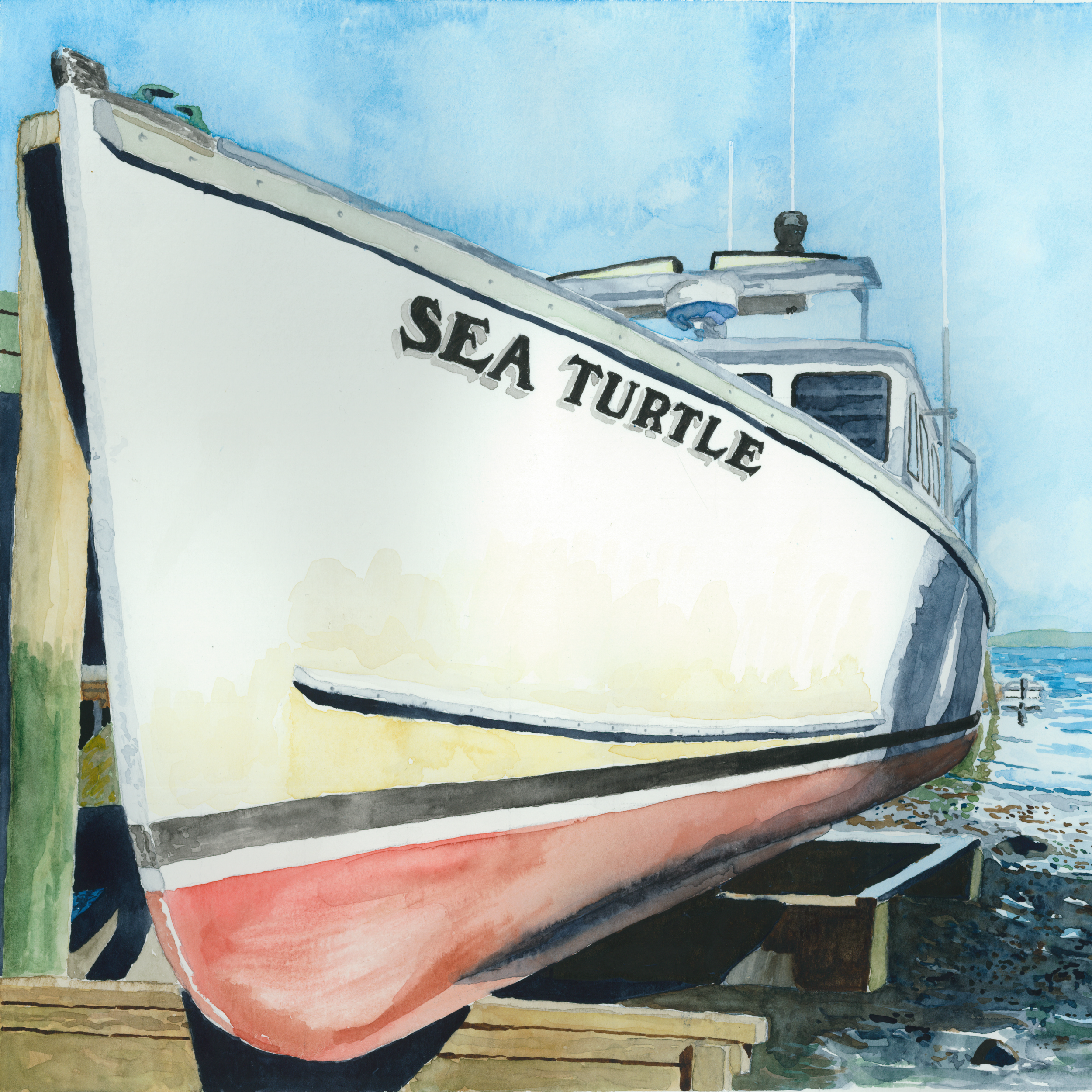 Sea Turtle