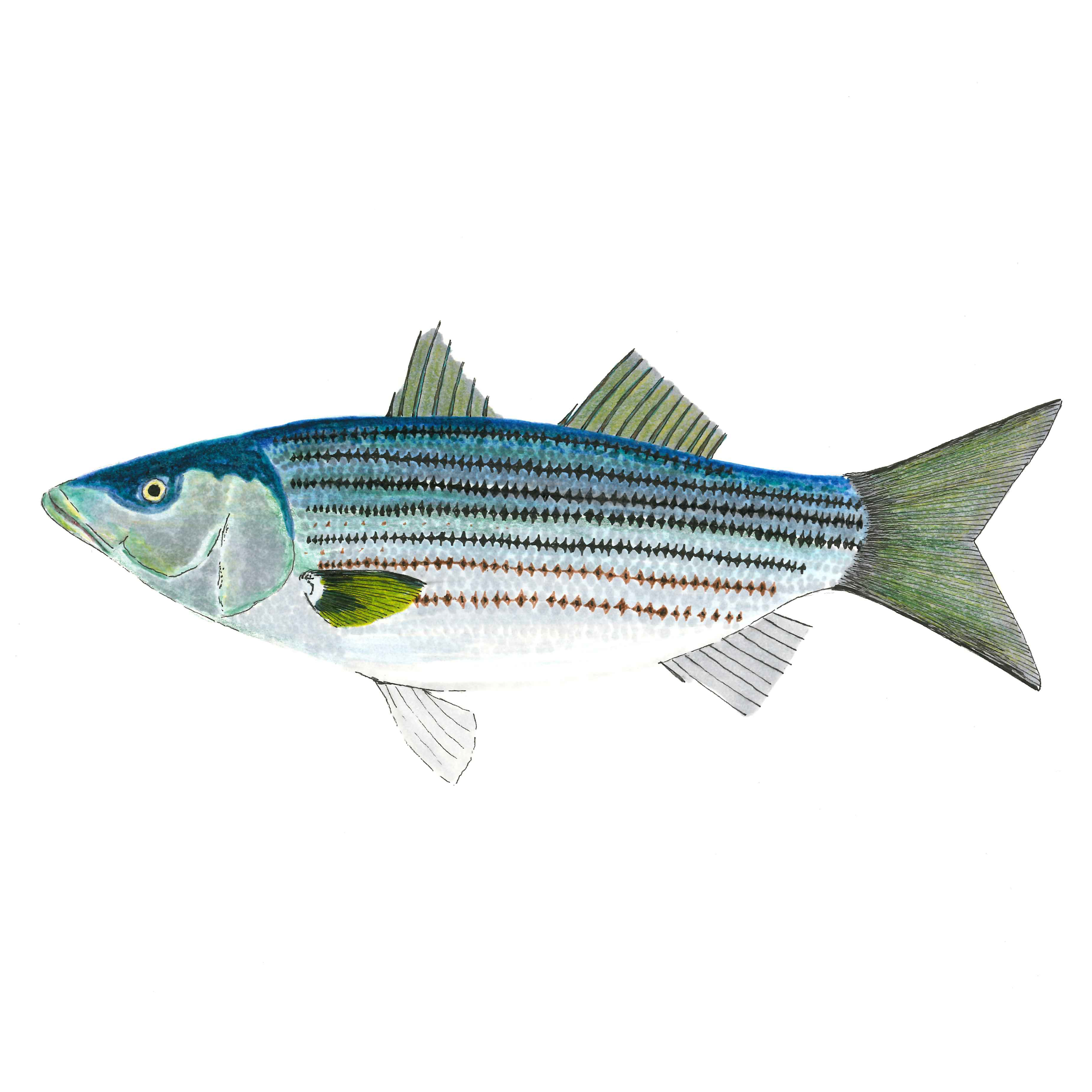 Striped Bass
