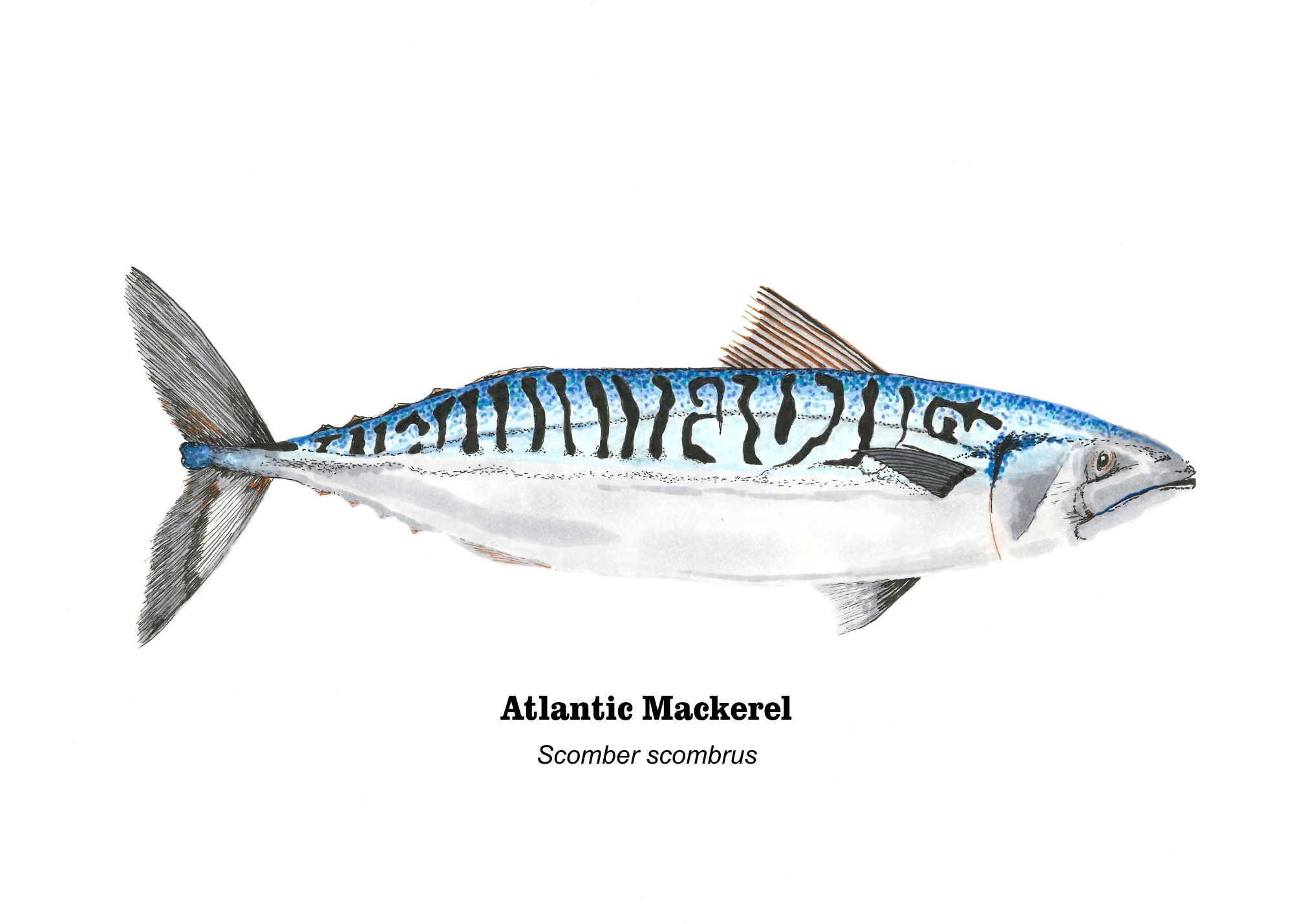 2019 Atlantic Mackerel 7x5.png