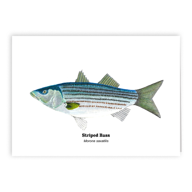 2019 Striped Bass 5x7 Card.png