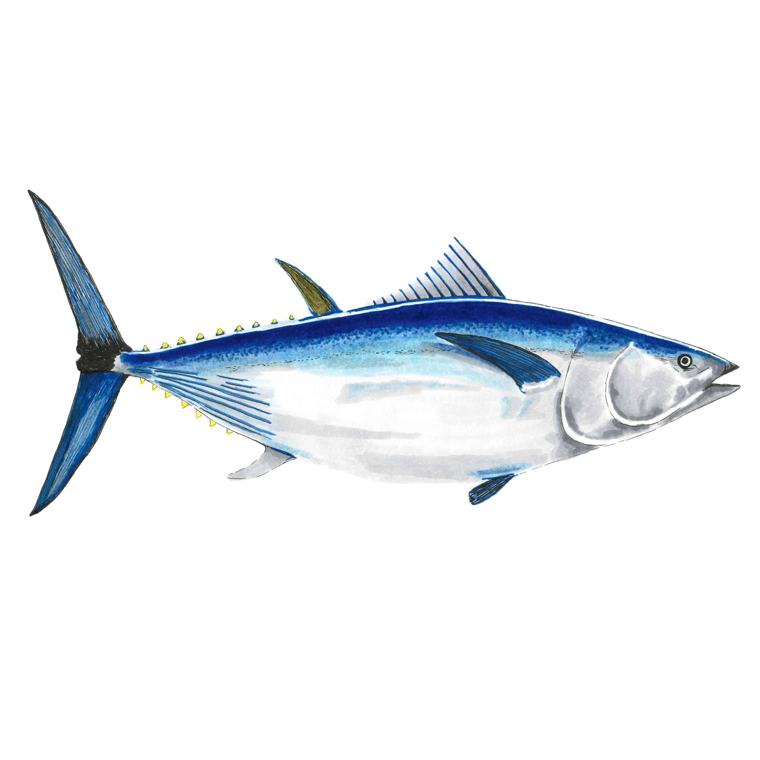 Bluefin Tuna