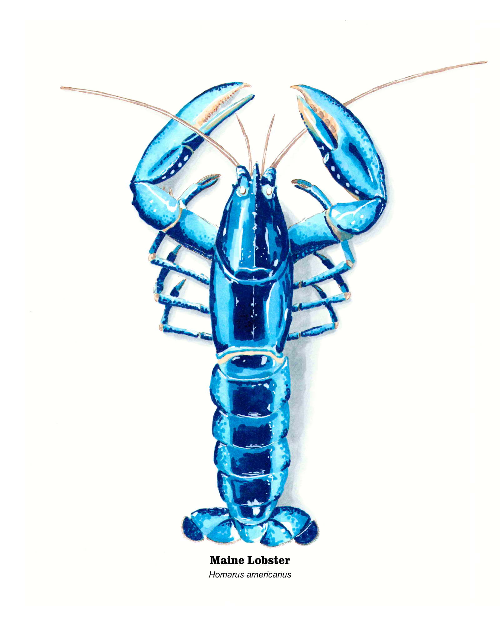 2019 Maine Lobster 8x10.png