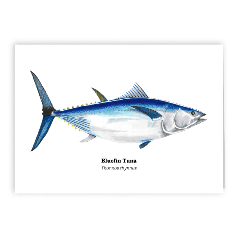 2018 Bluefin Tuna 5x7 Card.png