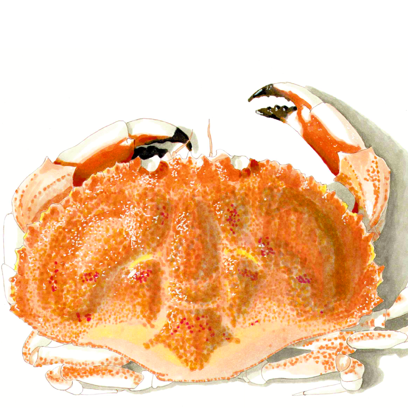 Jonah Crab
