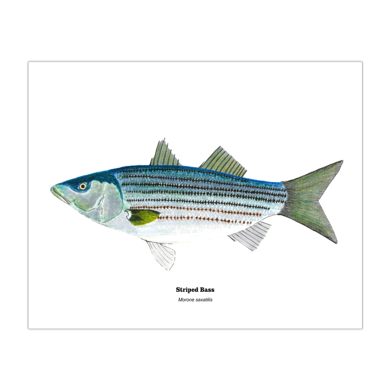 2019 Striped Bass 8x10 Print.png