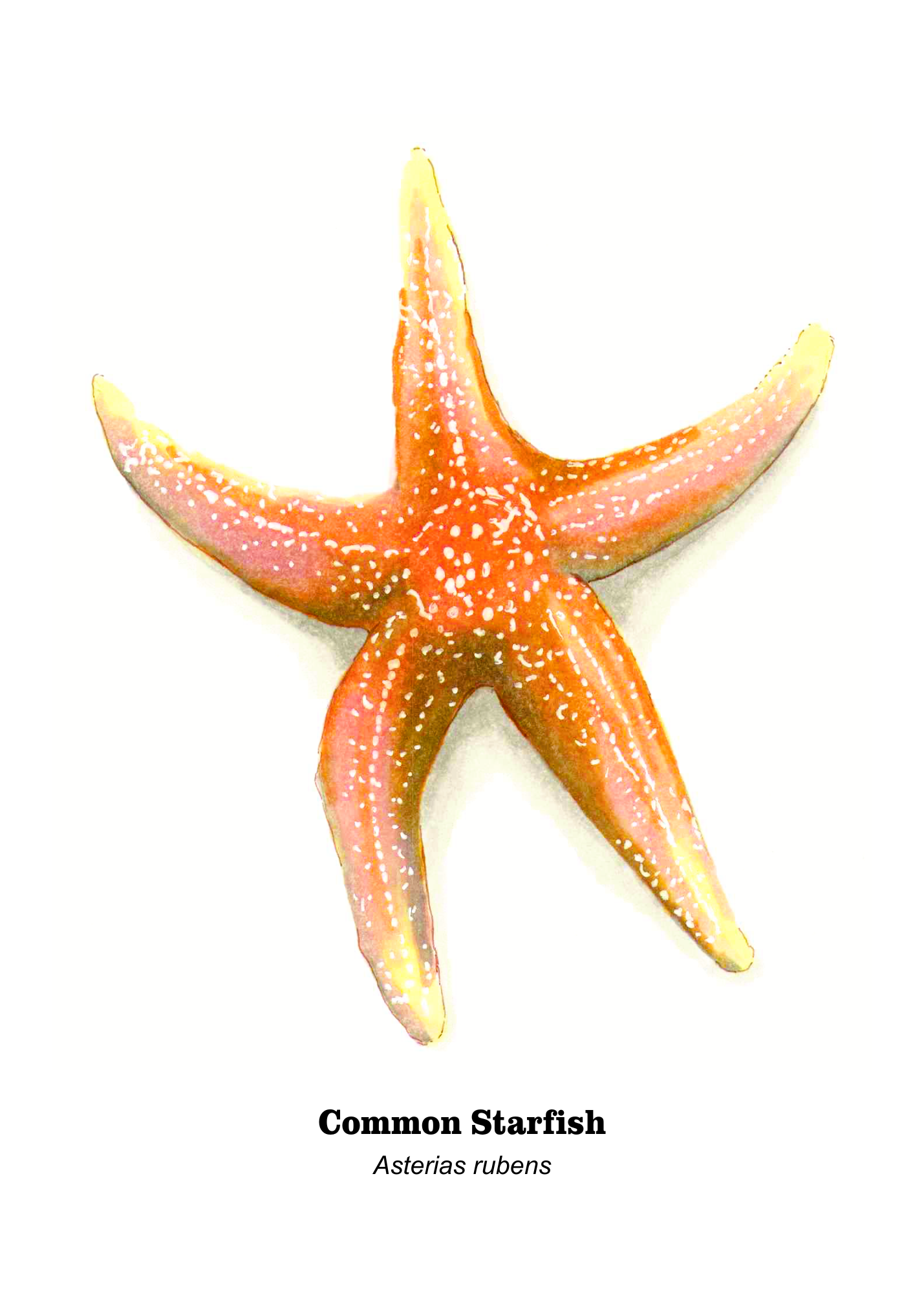 Common Starfish