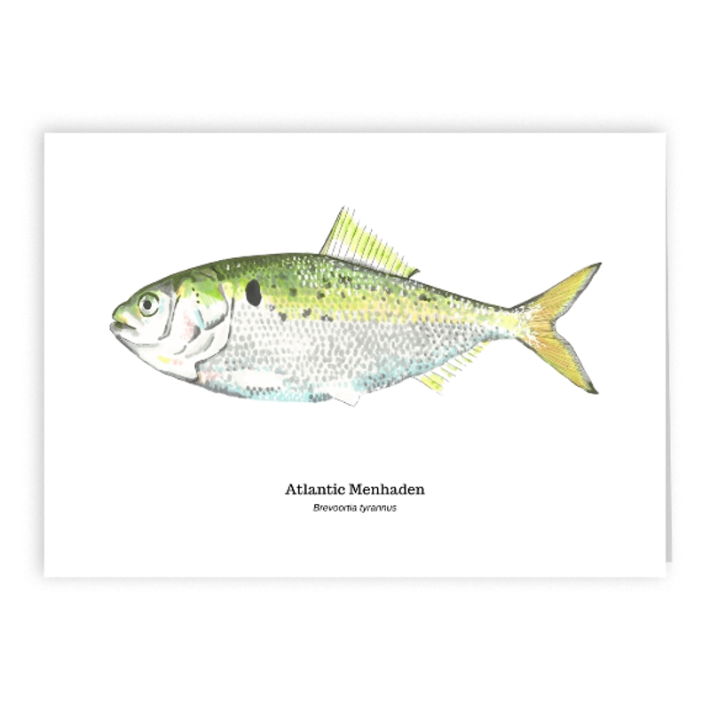 2021 Atlantic Menhaden 5x7 Card.png