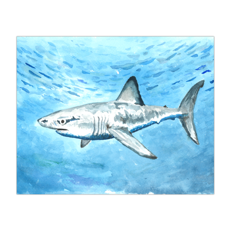 2023 Porbeagle Shark 8x10 Print.png