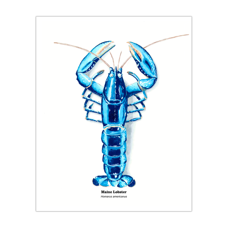 2019 Blue Lobster 8x10 Print.png