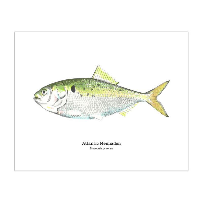 2021 Atlantic Menhaden 8x10 Paper Print.png
