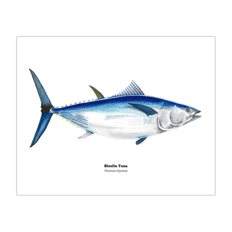 2018 Bluefin Tuna 8x10 Print.png