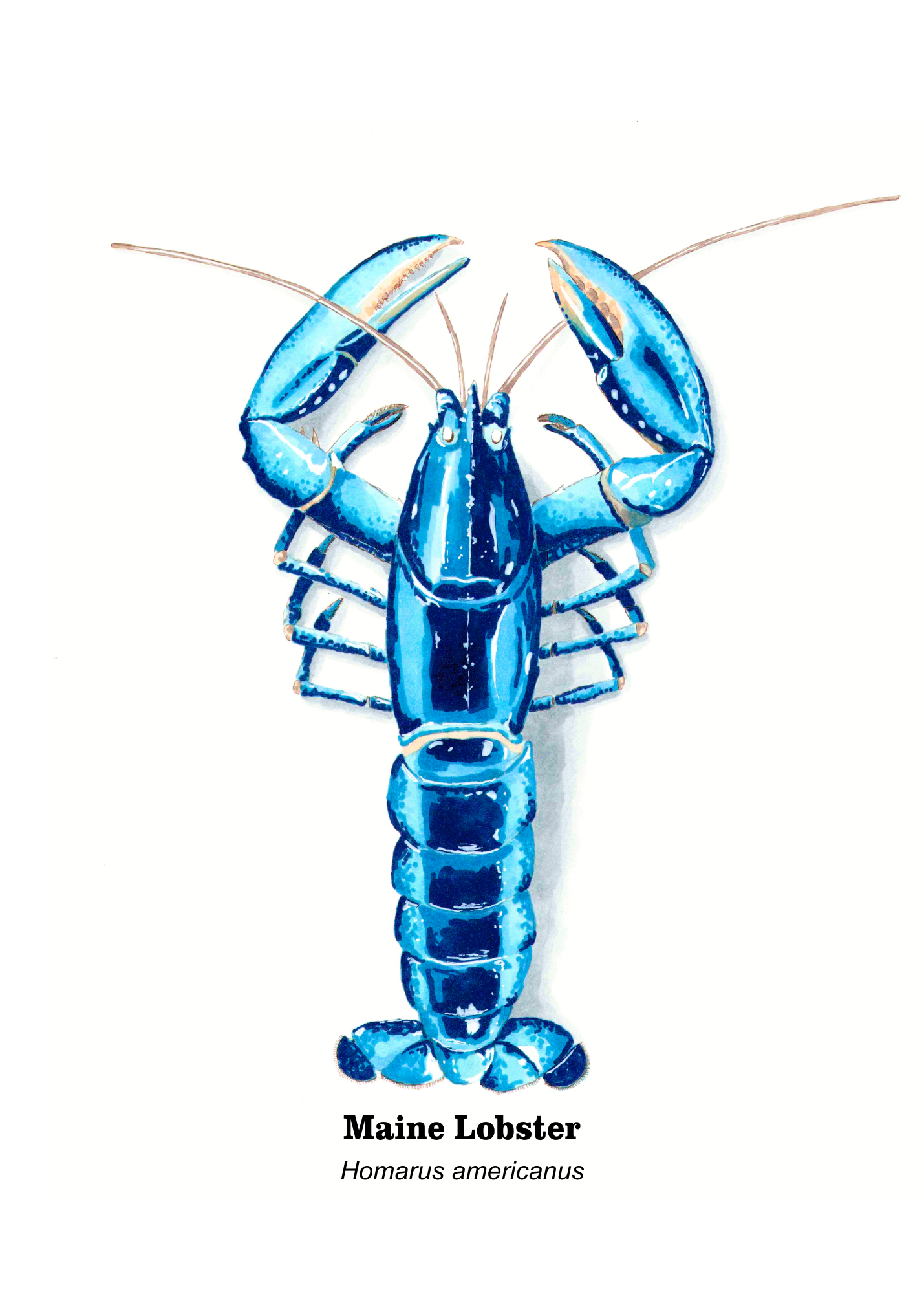 Blue Lobster