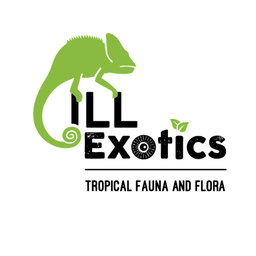 ILLexotics Logo Render  (1).png