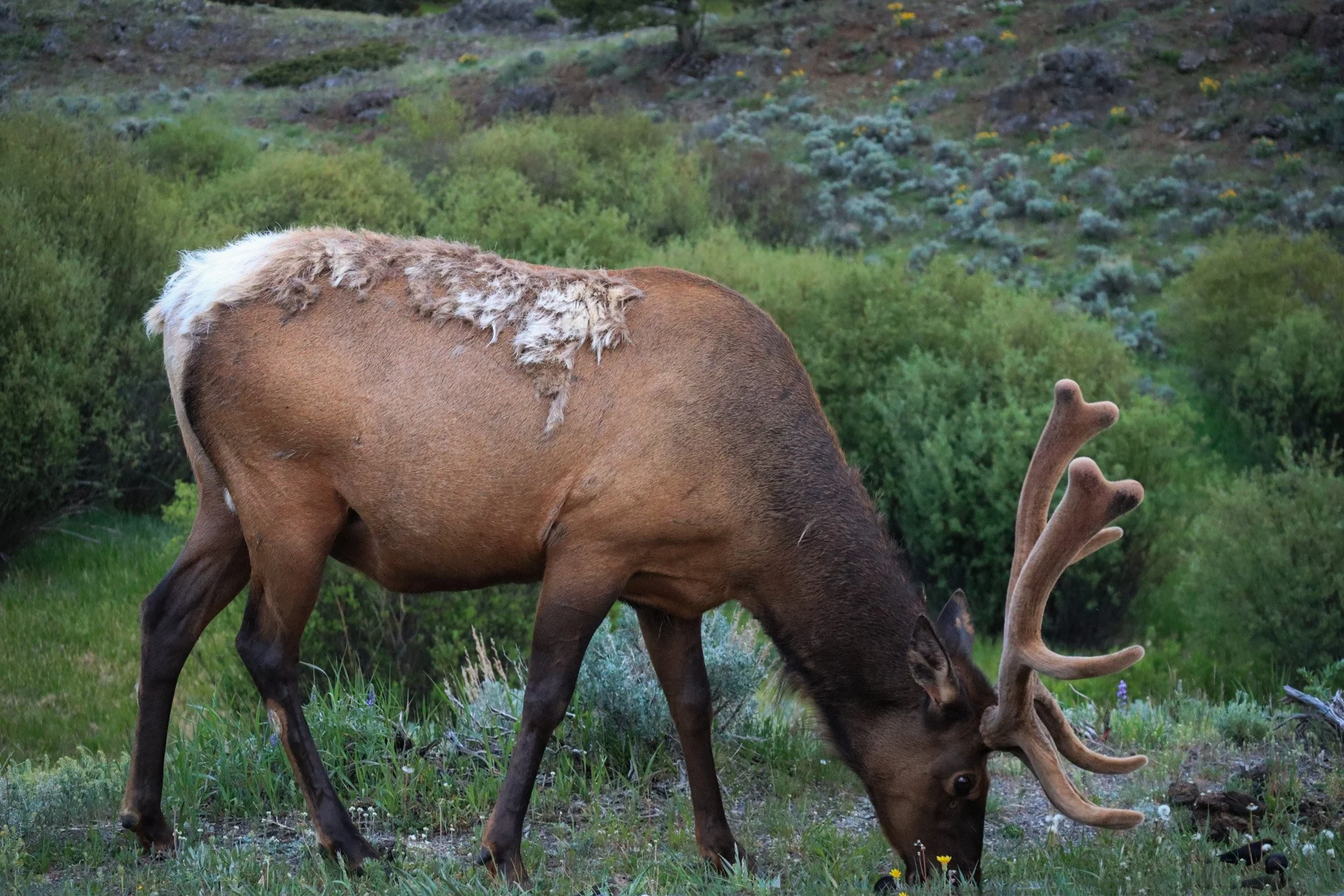 IMG_2736.jpg