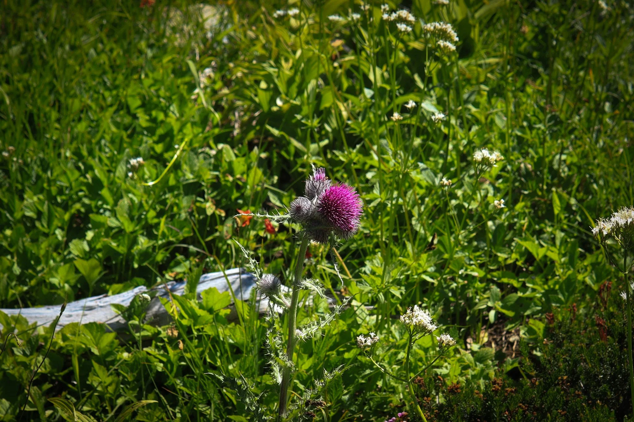 IMG_3191.jpg