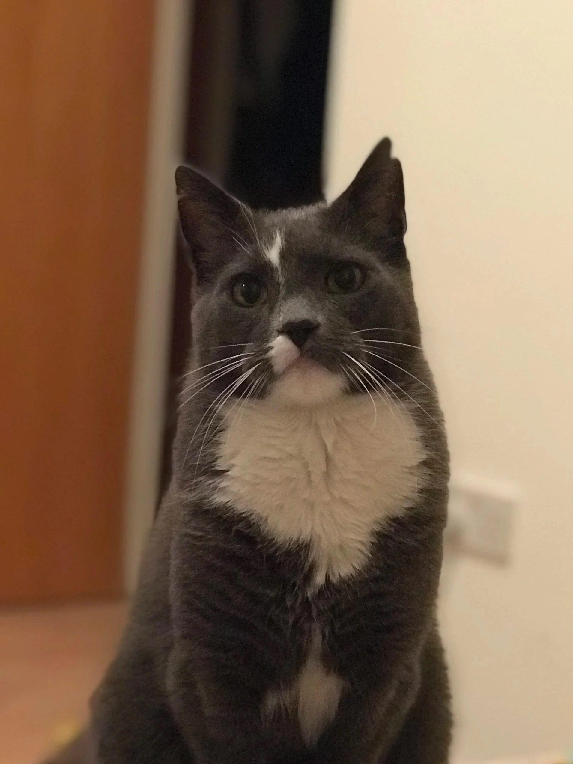 Close-up of a gray and white cat with large eyes.