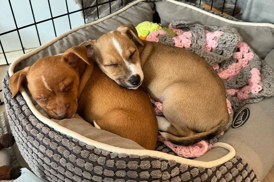 Two brown puppies with white markings curled up asleep together in a grey dog bed, nestled against a pink and gray crocheted blanket