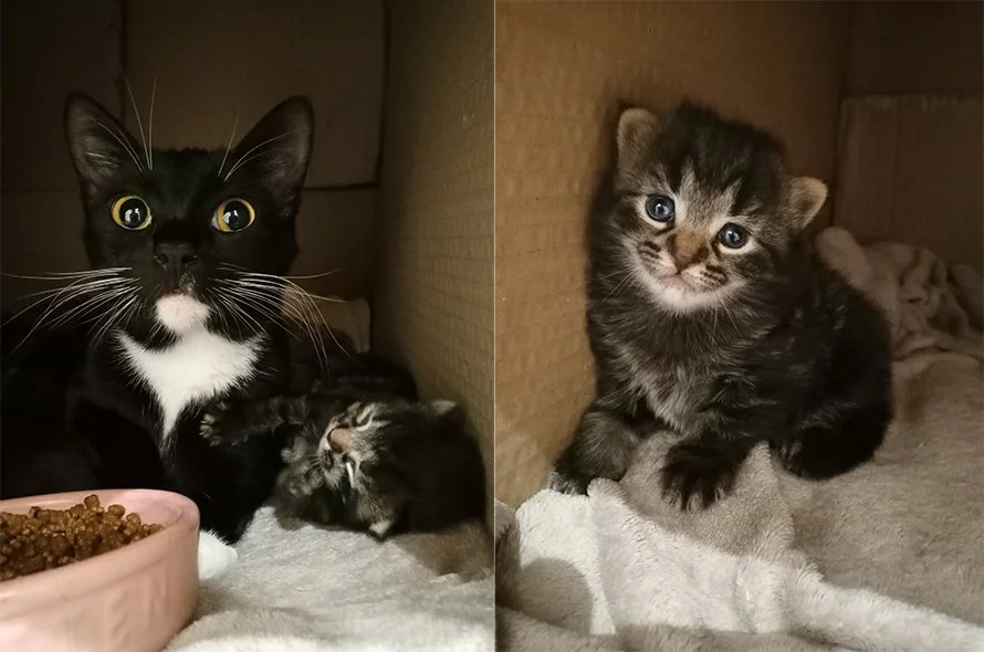 Side by side photos of a black and white cat next to her sleeping kitten on the left; and a close-up of the wide-eyed tabby kitten sitting on a blanket on the right
