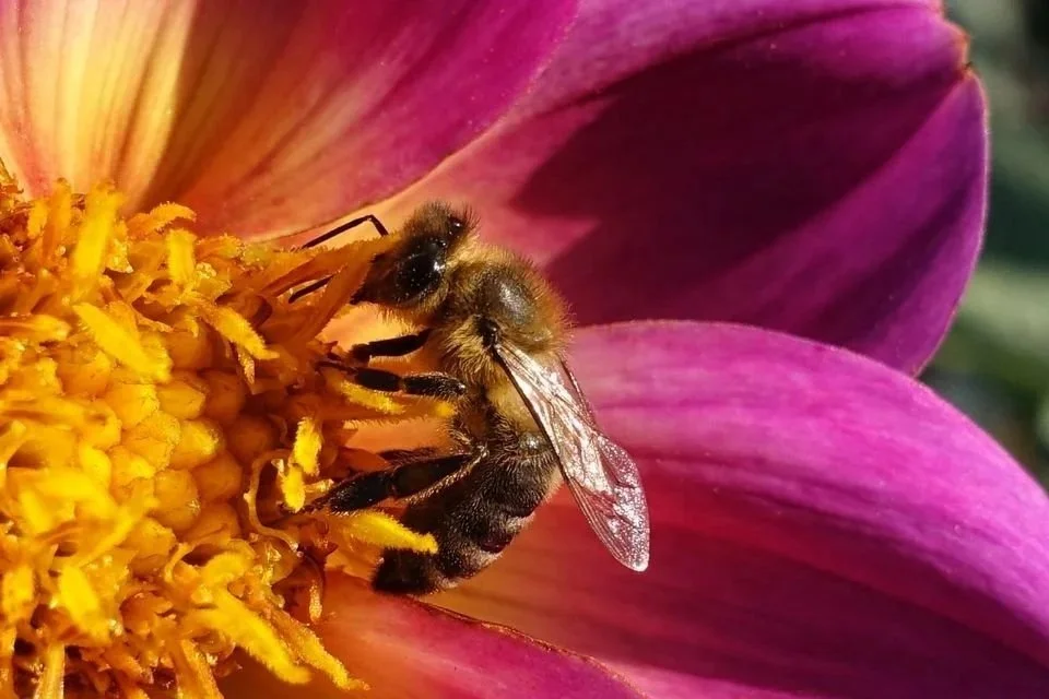 bee-on-flower.jpg