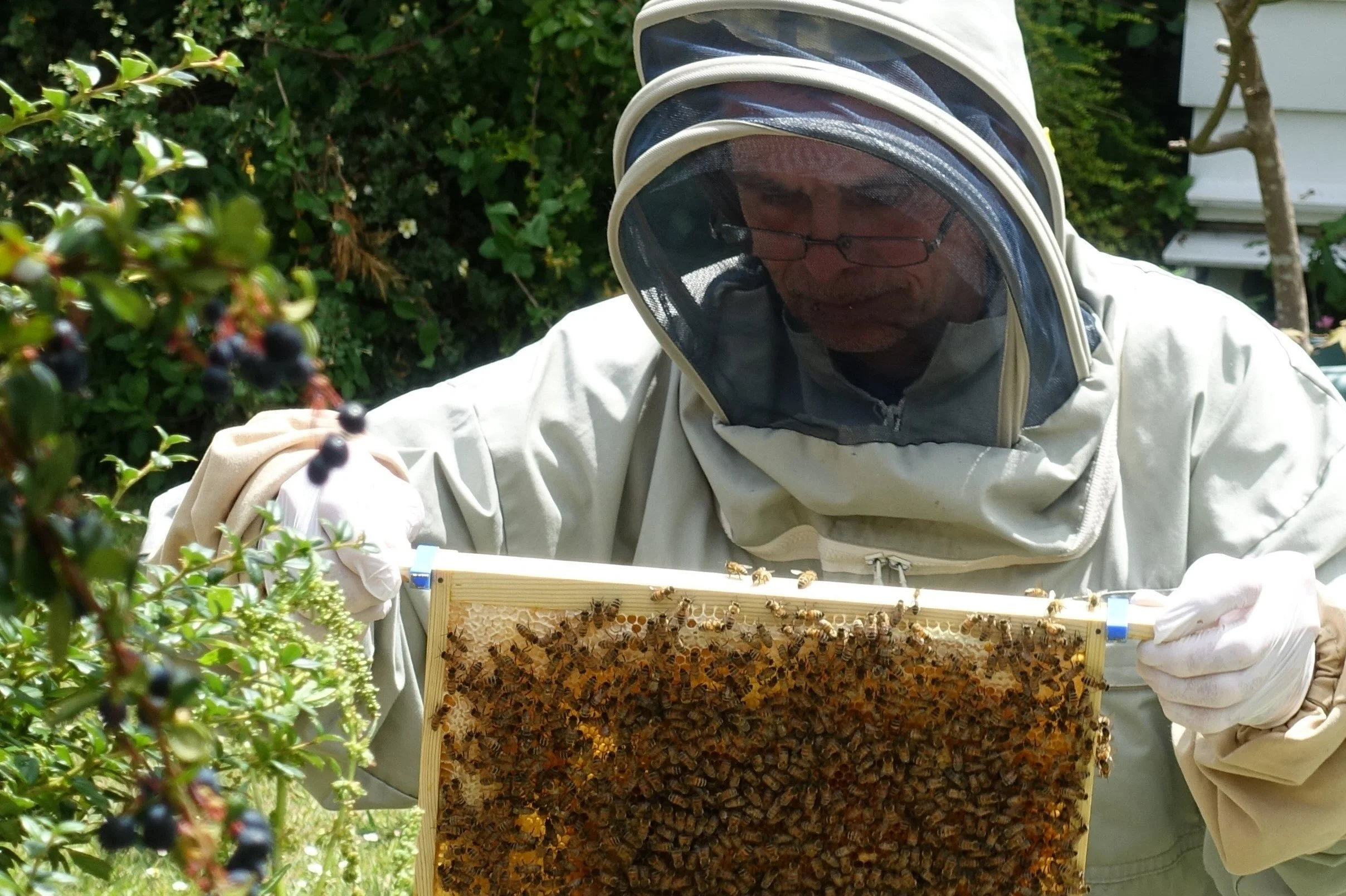 A person wearing a protective suit and gloves examining a honeycomb frame with bees, outdoors near bushes and trees.