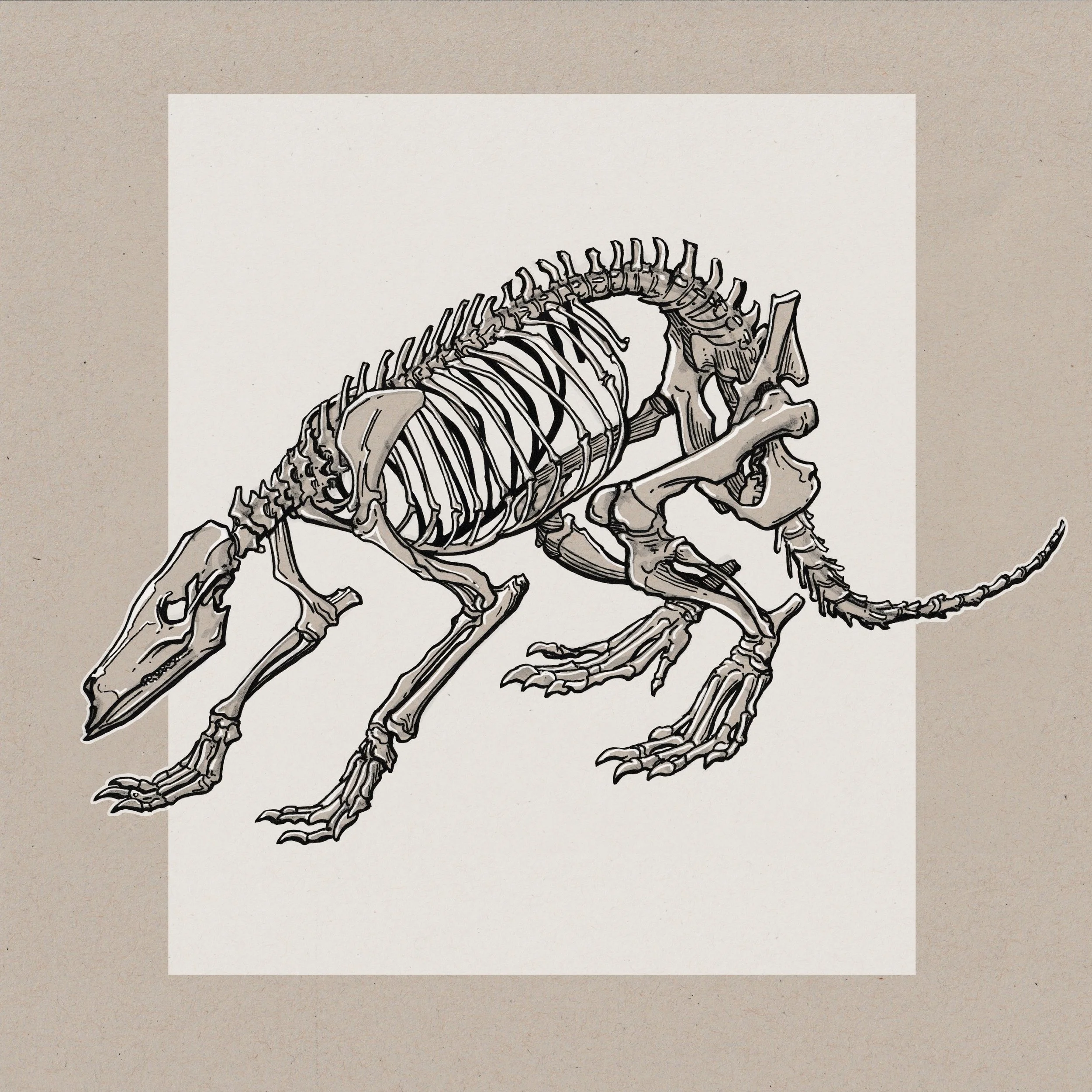 Aardvark skeleton 3.jpg