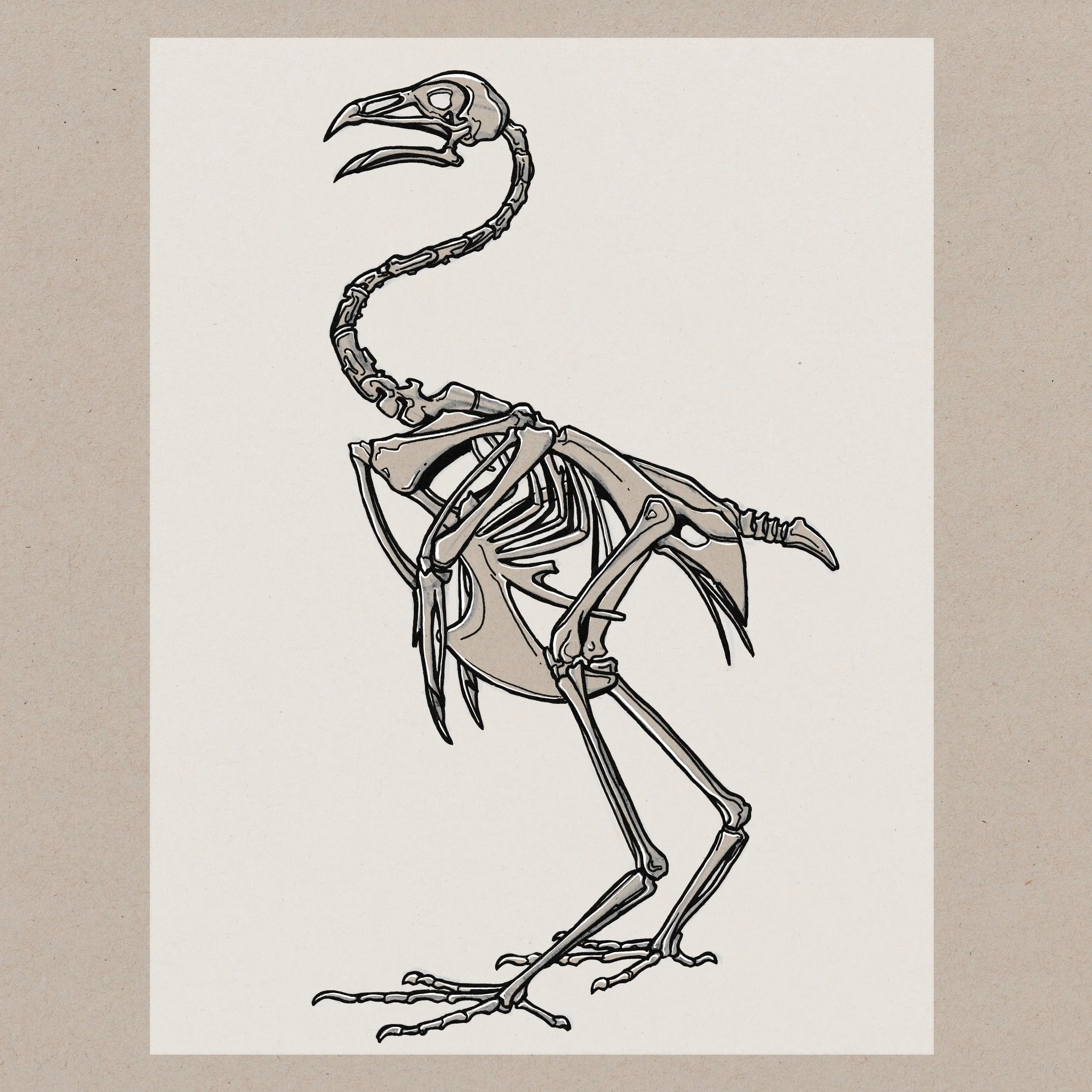 Bird Skeleton 1.jpg