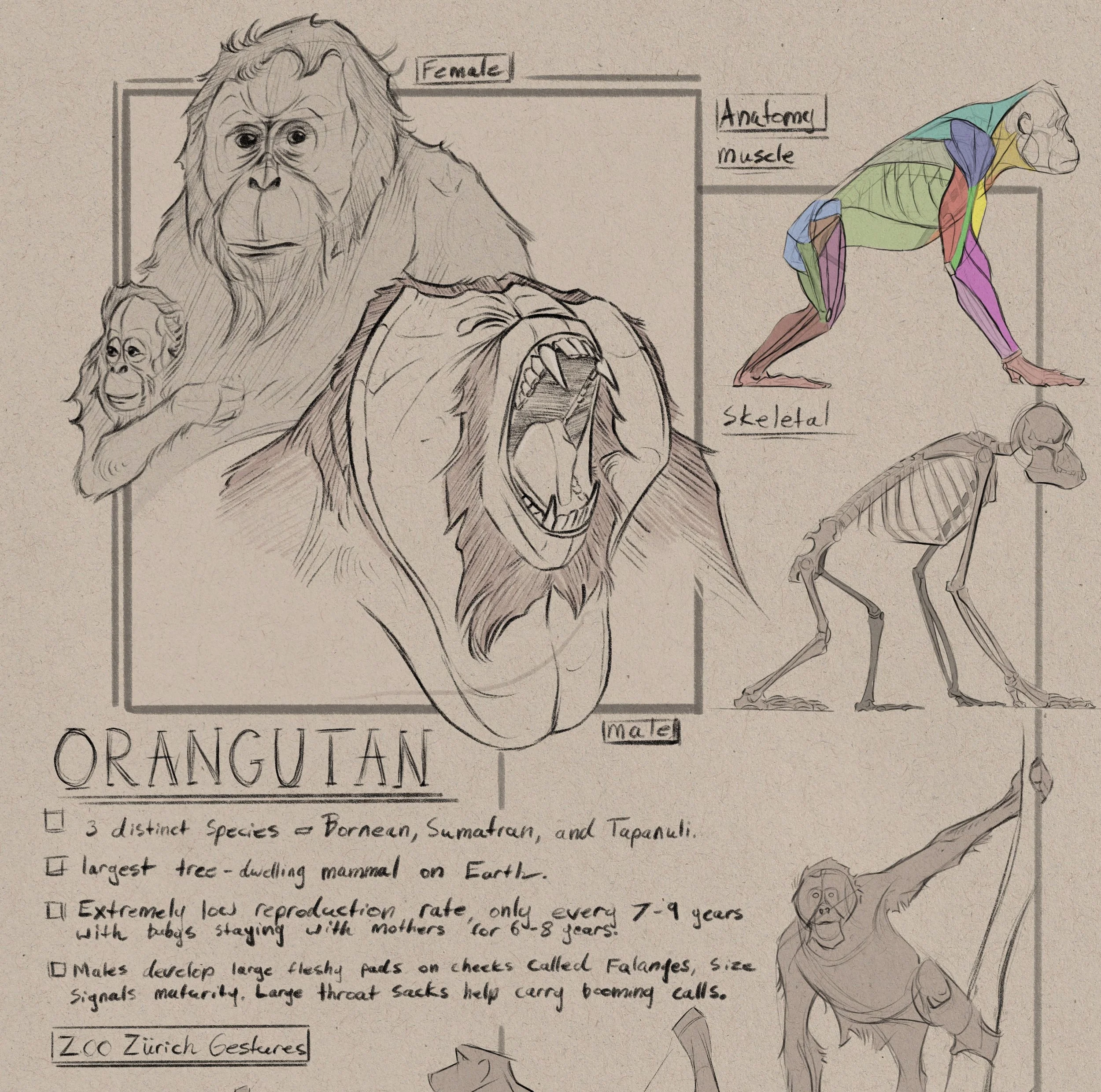 A hand-drawn illustration of a primate skeleton with colorful muscle groups labeled, and small sketches of primates' faces, including an orangutan. The diagram highlights bones and muscles, and includes notes on primate species such as orangutans, gorillas, and chimpanzees.