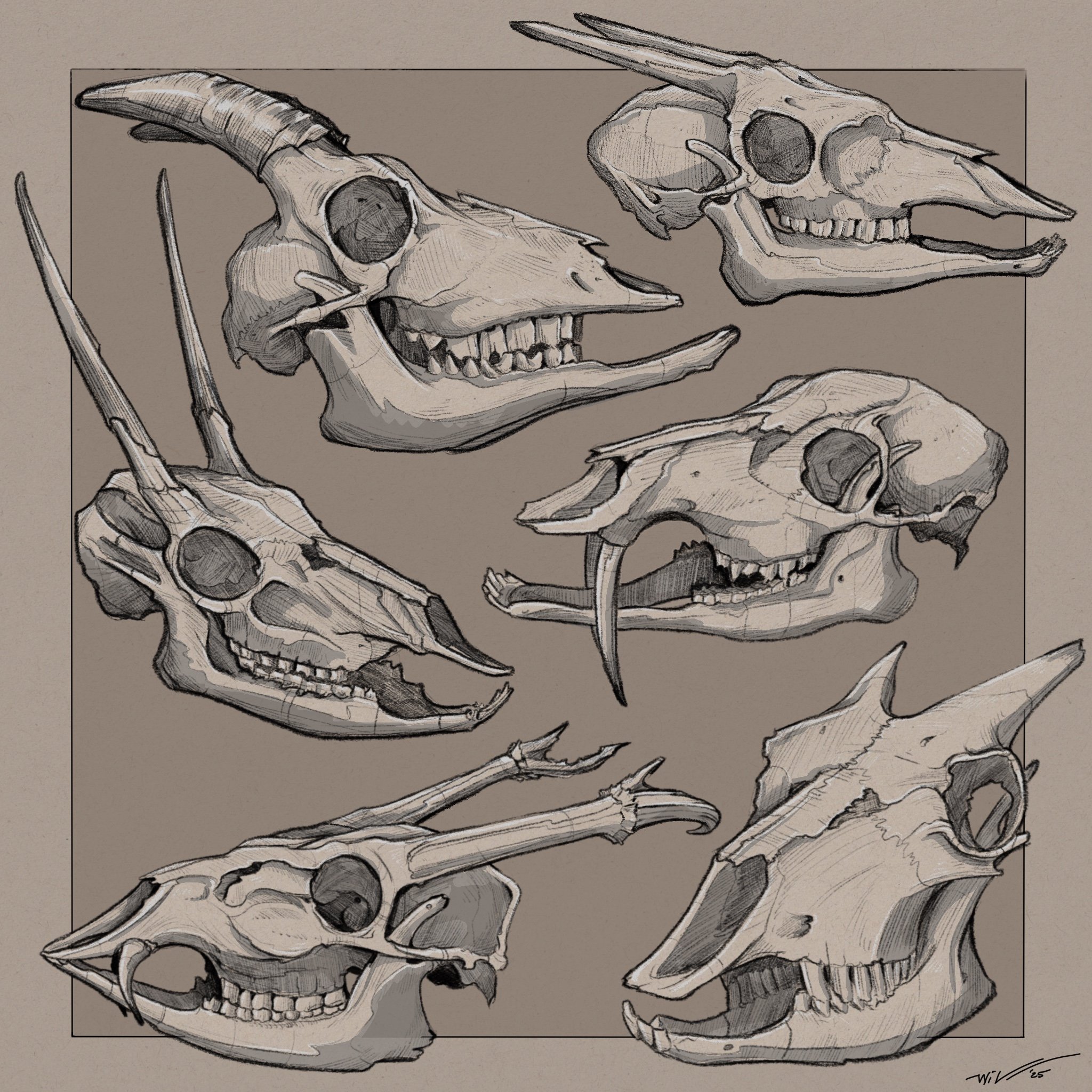 Black and white sketch of two dinosaur skulls, showing side and front views, with detailed bone structure and eye sockets, on a light brown background.