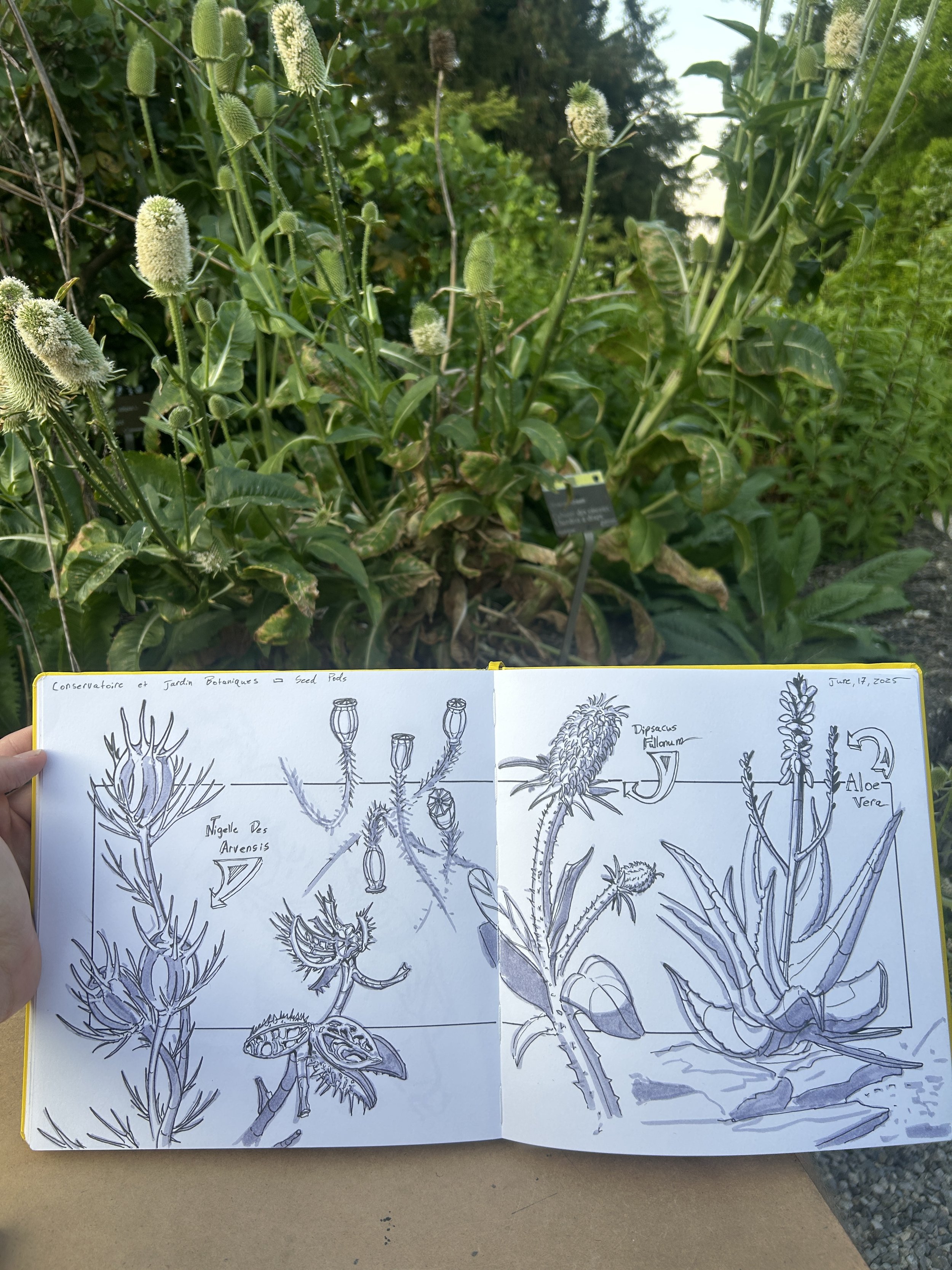 A person holding an open sketchbook with detailed botanical drawings of various plants and flowers. Behind, a garden with tall plants and white flowering seed pods.