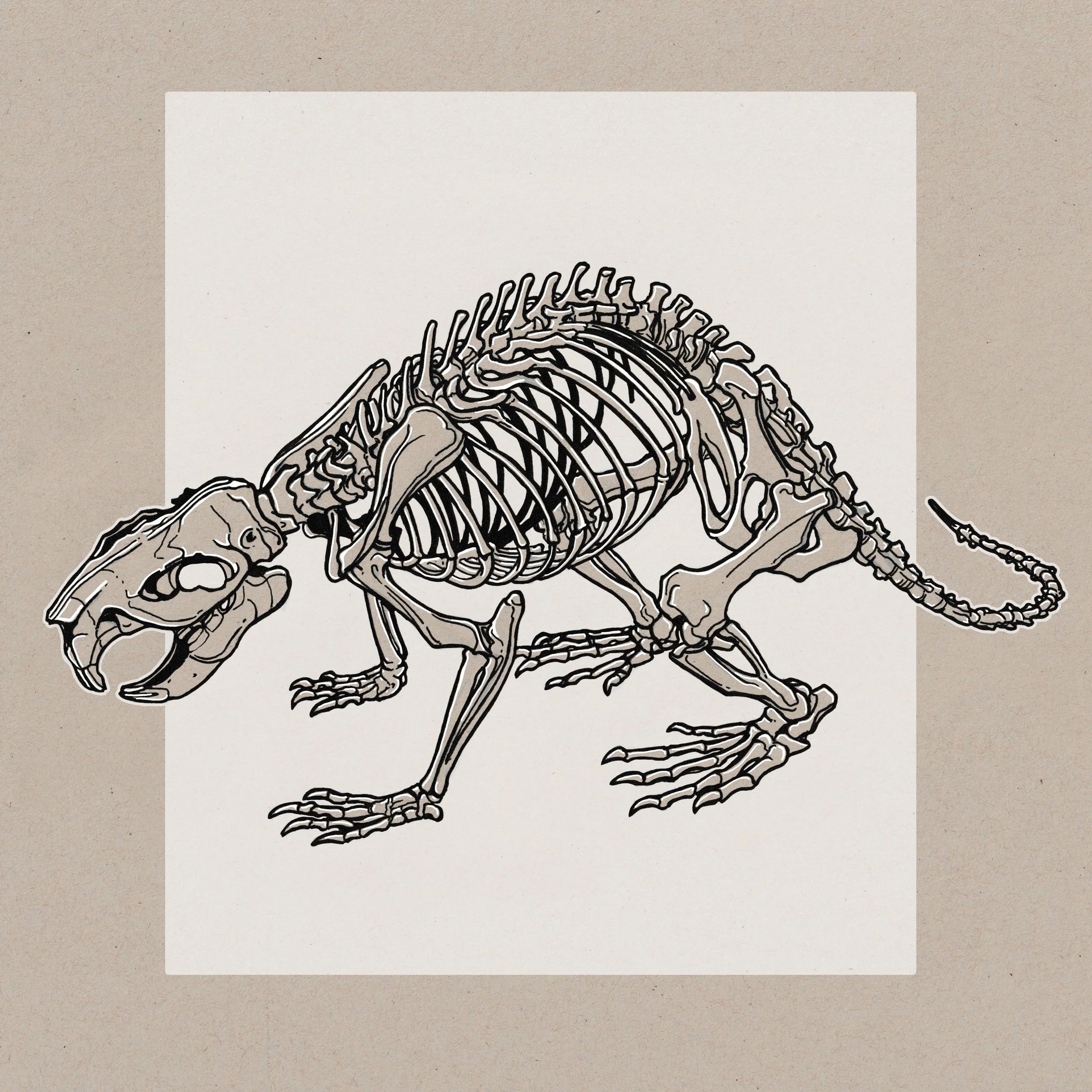 Beaver Skeleton 1.jpg