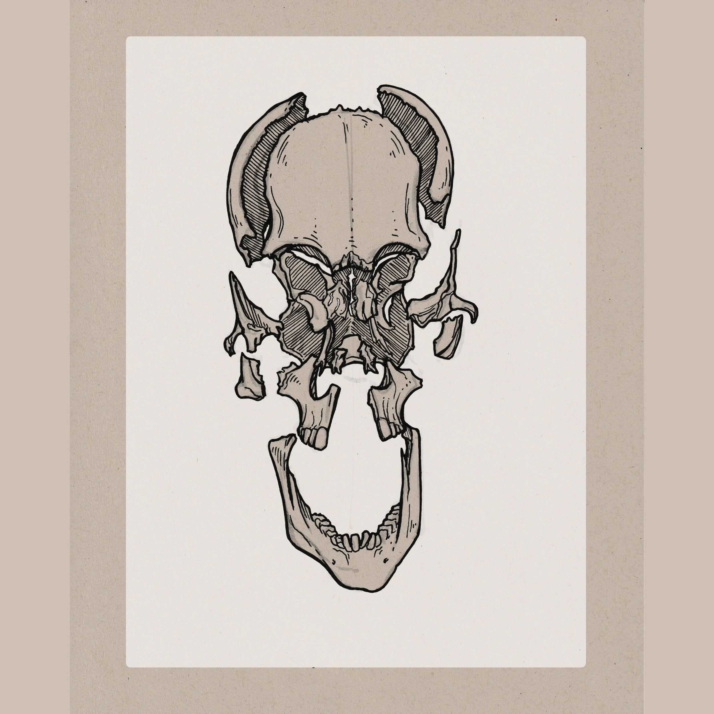 Skull 2.jpg