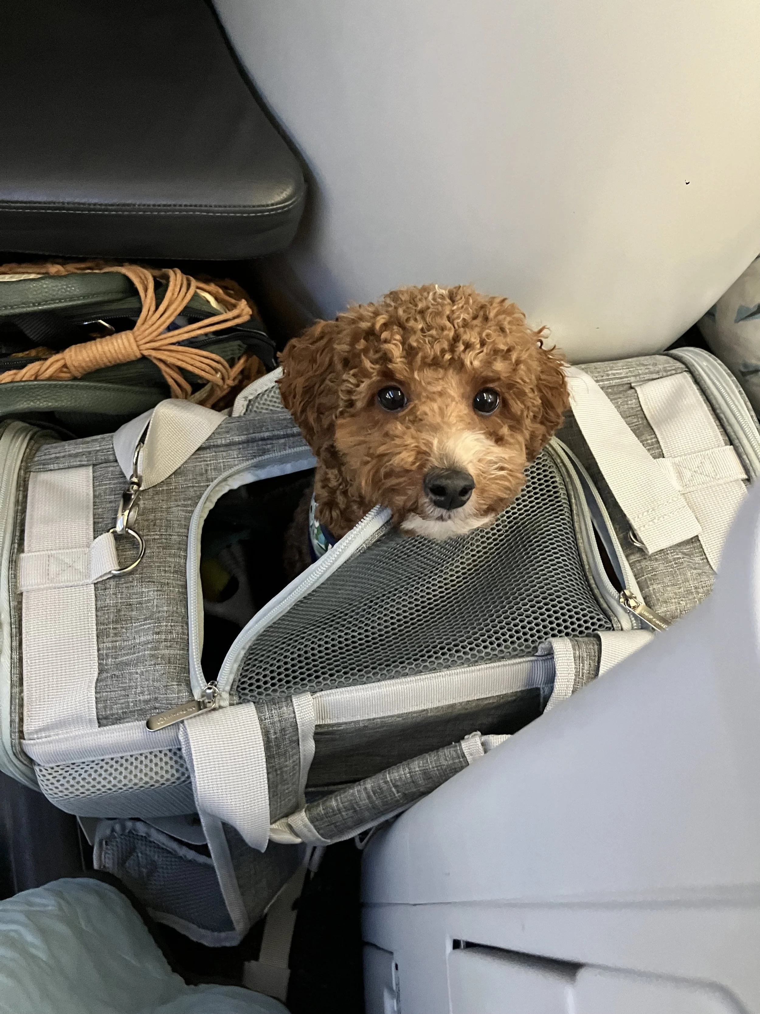 Follow Me to Frenchly to learn how to bringing your dog to France
