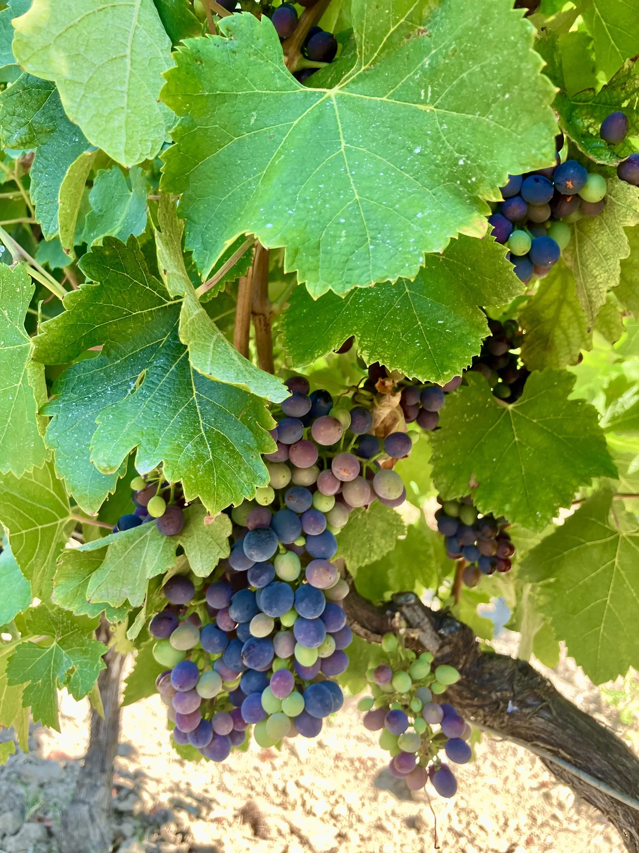 Close-up of a bunch of ripening grapes hanging on the vine among green leaves in a vineyard.