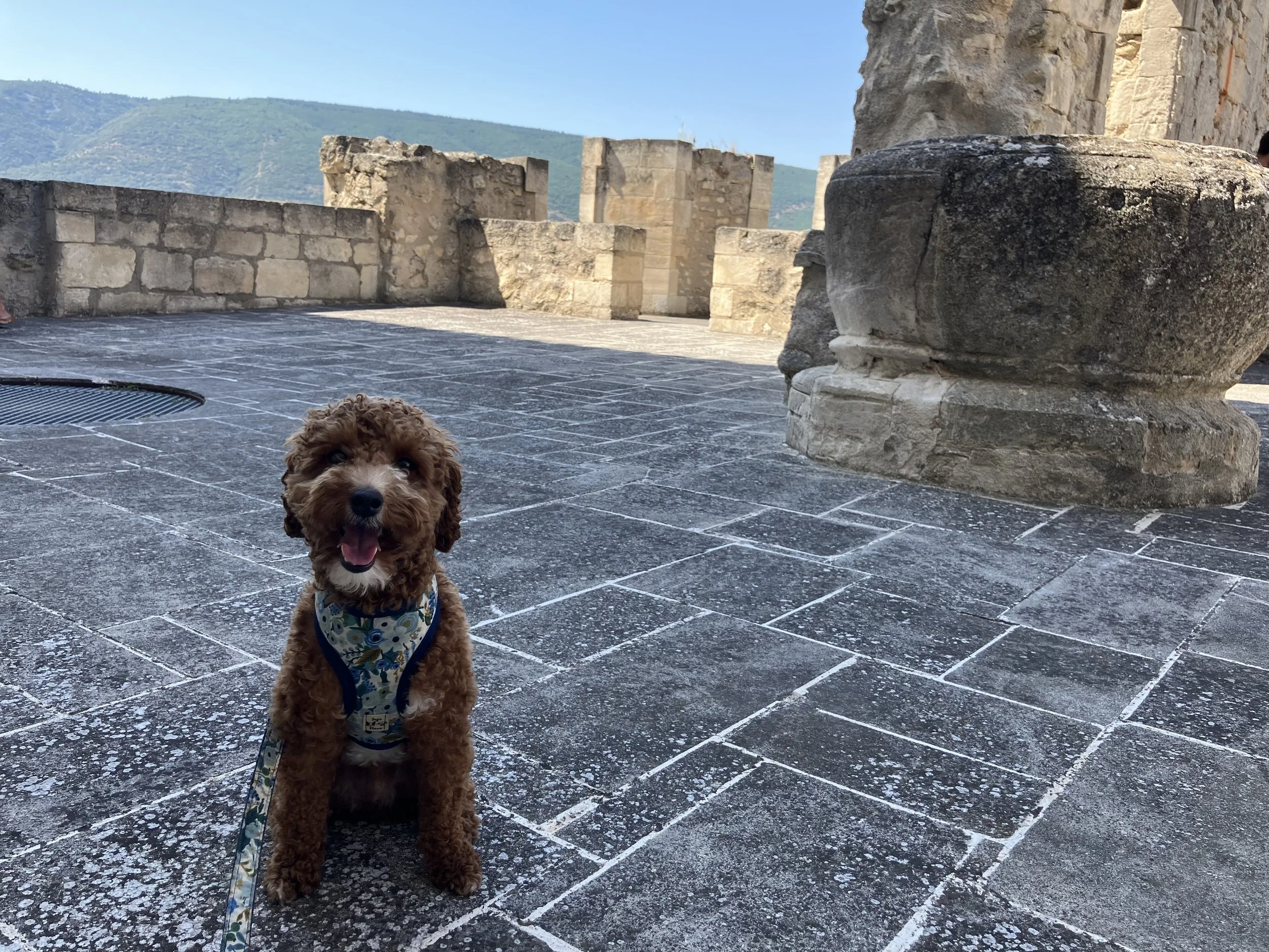 A small brown poodle wearing a floral-patterned vest, standing on a stone-tiled floor in front of ancient stone ruins and a distant mountain range under a clear blue sky.