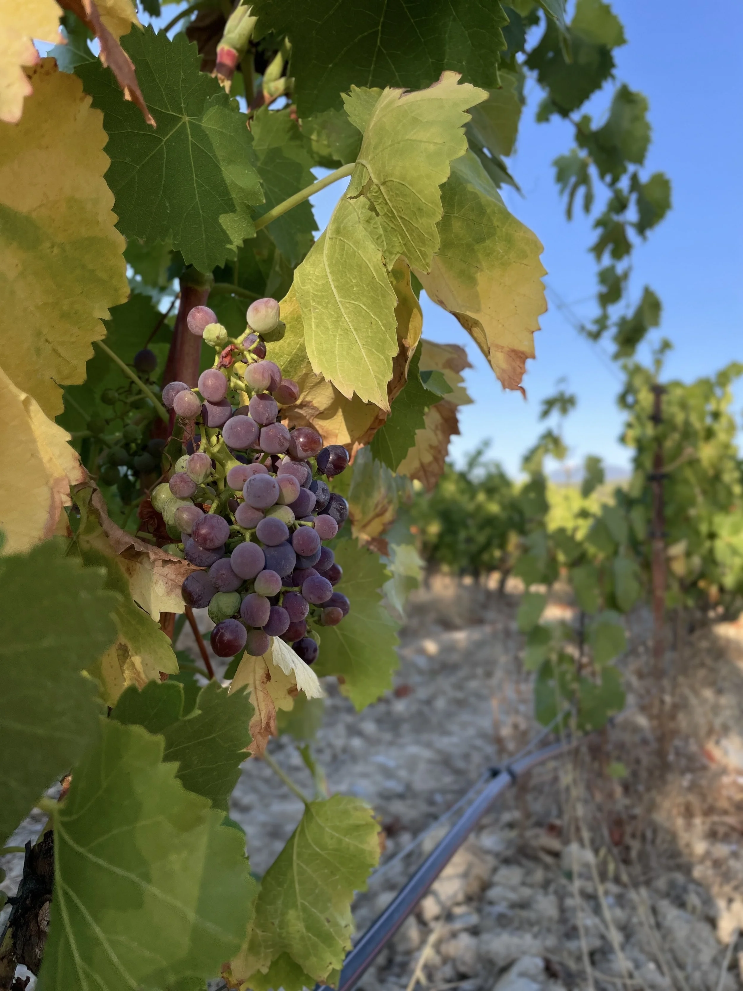 Close-up of a bunch of purple grapes hanging from a vine among green and yellow leaves in a vineyard with a clear blue sky in the background.