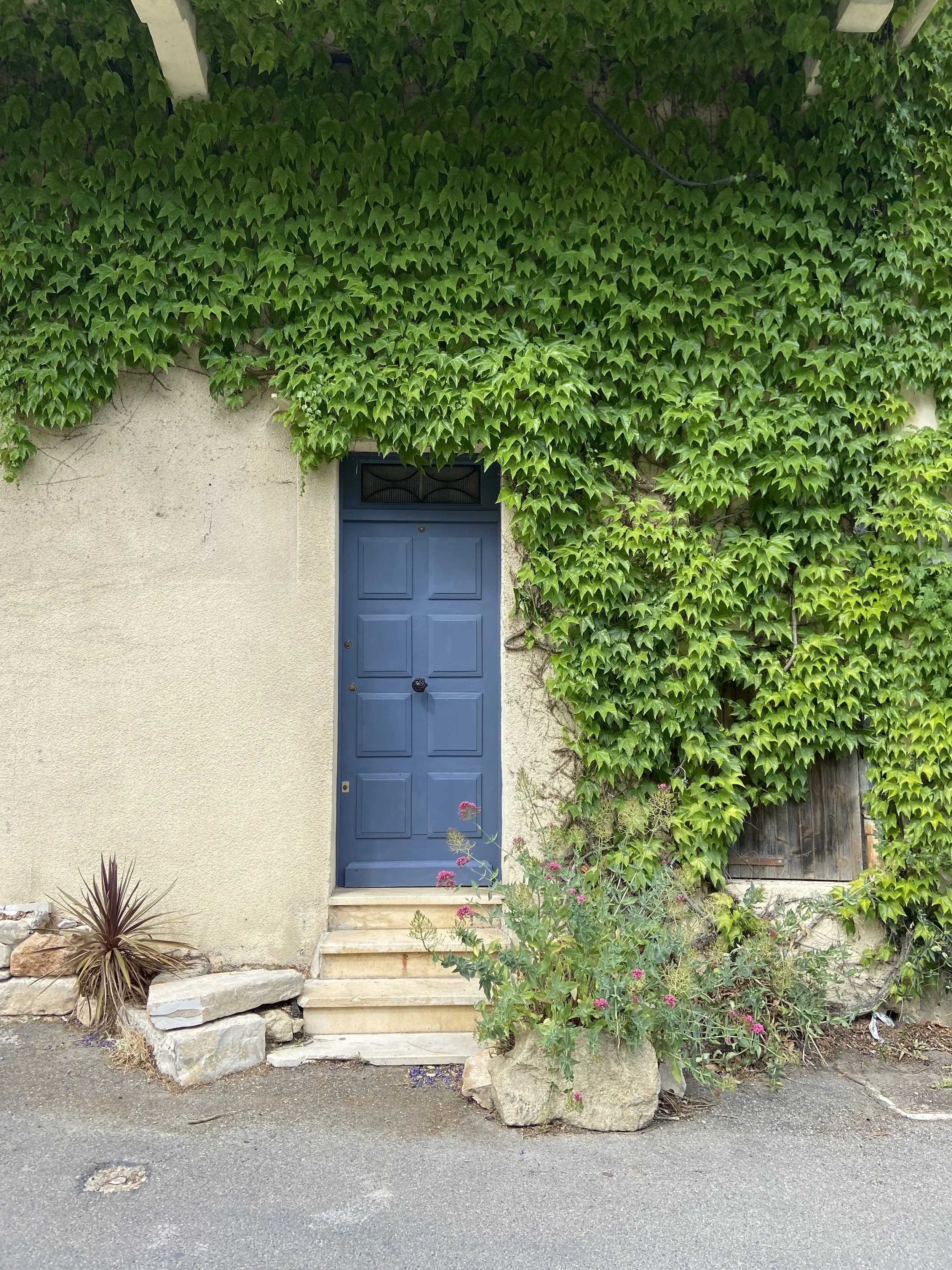 A blue door set in a beige wall, with lush green ivy covering part of the wall and extending above the door. There are stone steps leading up to the door, and plants with pink flowers and rocks in the foreground. The ground appears to be paved.