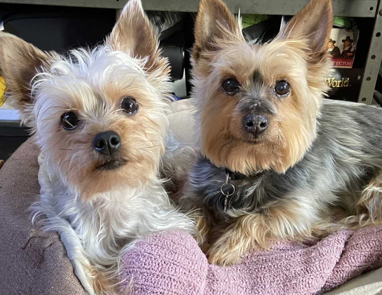 Two small dogs lying on a pink towel. Both have tan and gray fur, large ears, and dark eyes.