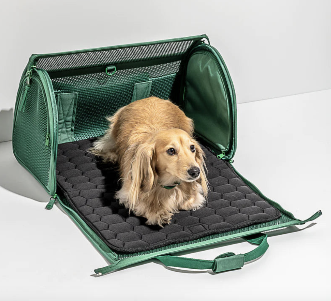 A small dachshund lying inside a green pet carrier with a padded black interior.