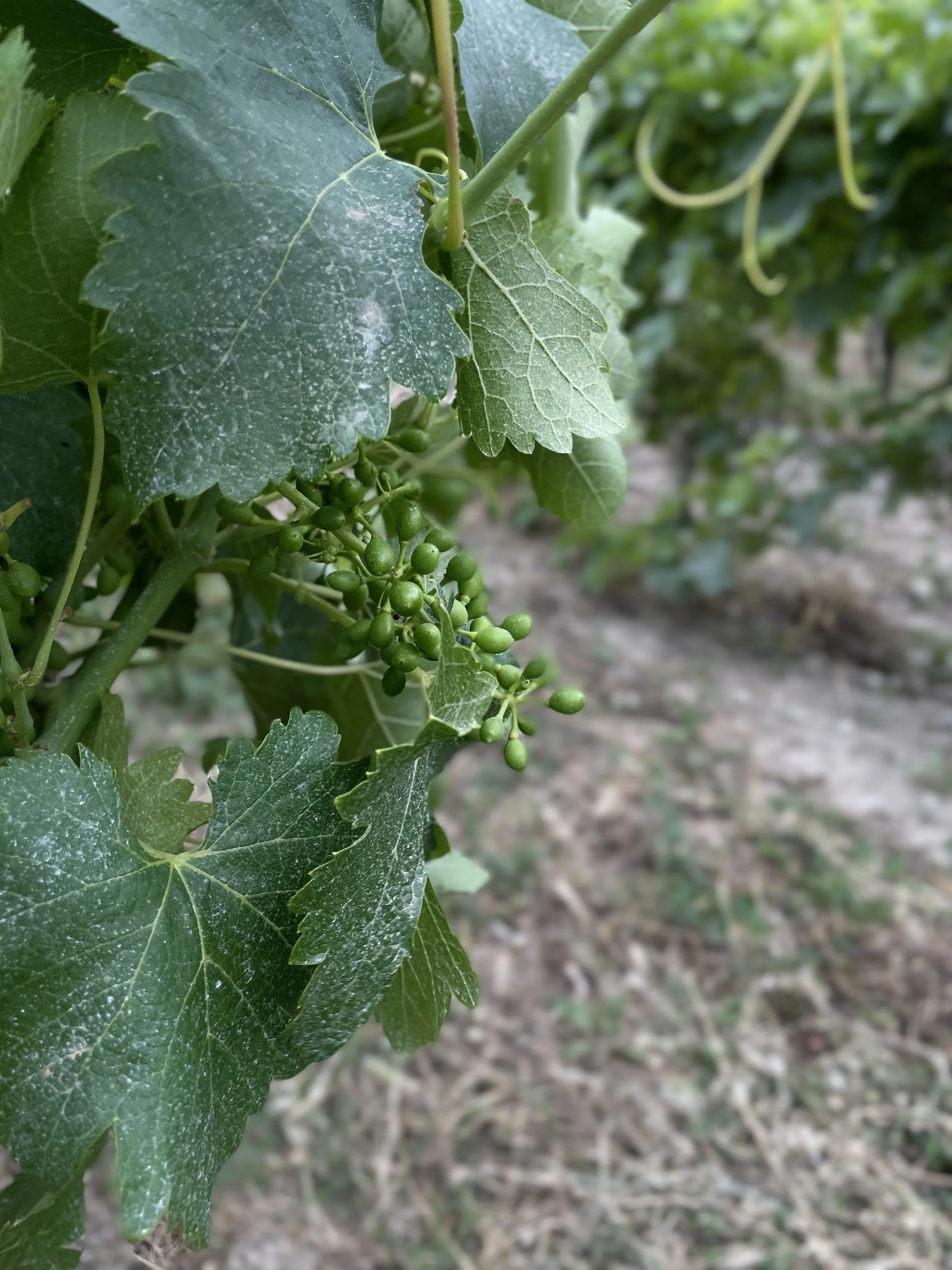Close-up of green grapevine leaves with small clusters of unripe green grapes growing on the vine.