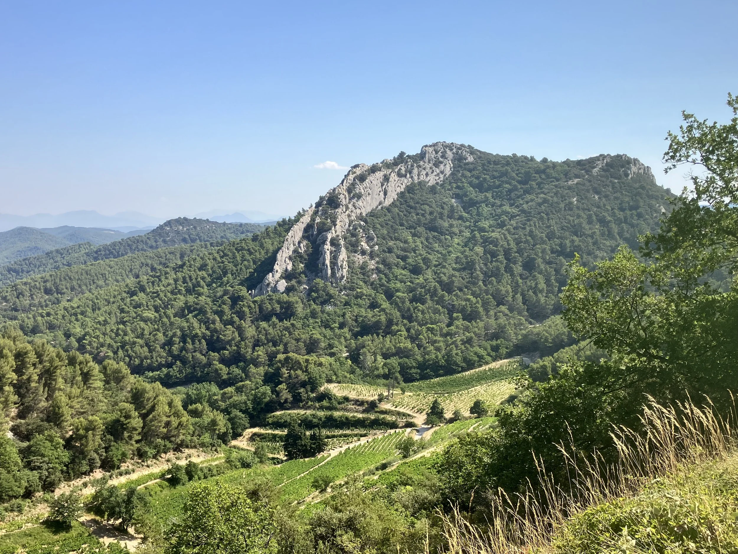 A mountainous landscape covered in dense green trees under a clear blue sky. There are rocky peaks and a vineyard at the base of the mountain.