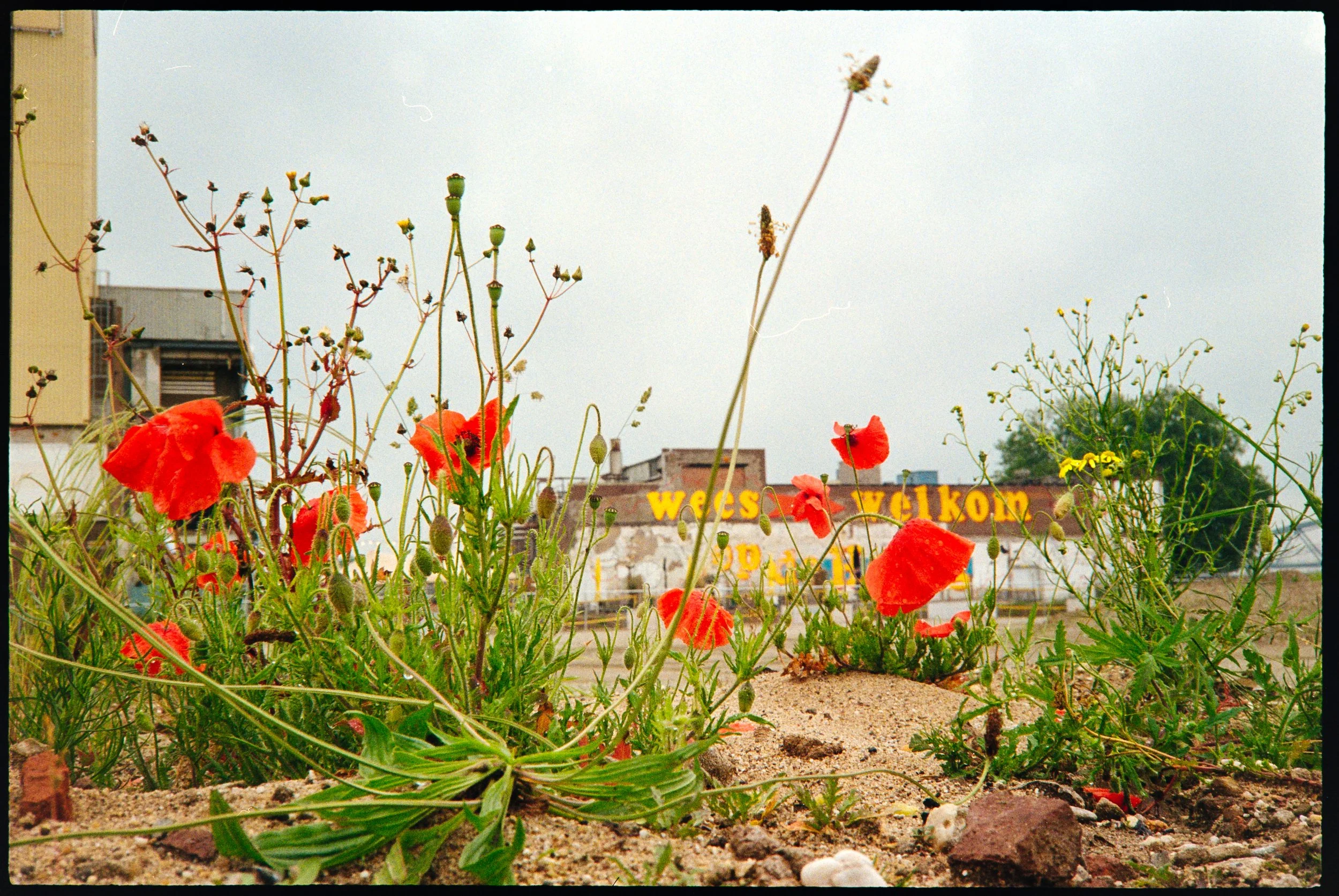 Olympus 35 RC-4397.jpg