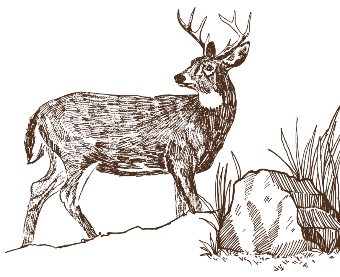 Illustration of a deer with antlers standing on rocks and grass.
