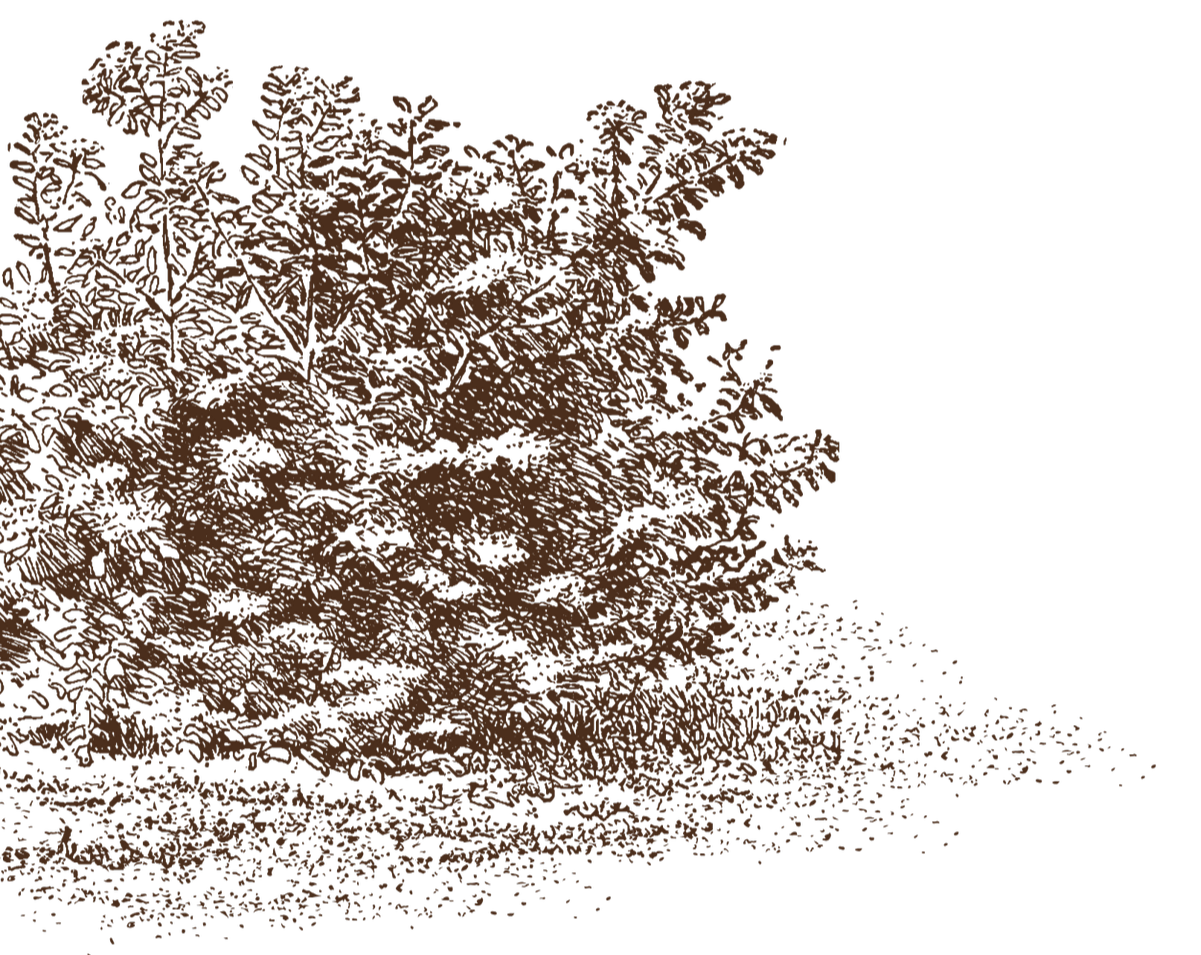 Illustration of brown fern leaves on a black background.