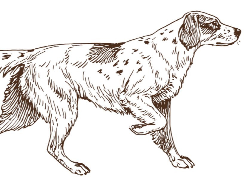 Line drawing of a dog standing in profile facing to the right on a black background.